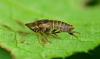 360870 – Photo : Oryctes – France (59)